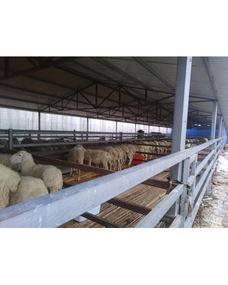 焦作市中站區(qū)兵帥養(yǎng)殖專業(yè)合作社 專業(yè)動(dòng)物養(yǎng)殖與銷售的綠色典范